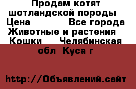 Продам котят шотландской породы › Цена ­ 2 000 - Все города Животные и растения » Кошки   . Челябинская обл.,Куса г.